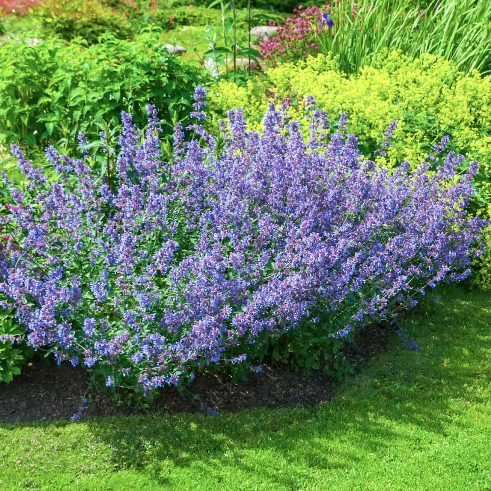 Brighter Blooms Perennials Walker's Low Nepeta (Catmint) Shrub 3 Brighter Blooms Perennials Walker's Low Nepeta (Catmint) Shrub