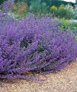 Brighter Blooms Perennials Walker's Low Nepeta (Catmint) Shrub
