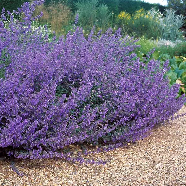 Brighter Blooms Perennials Walker's Low Nepeta (Catmint) Shrub 1 Brighter Blooms Perennials Walker's Low Nepeta (Catmint) Shrub