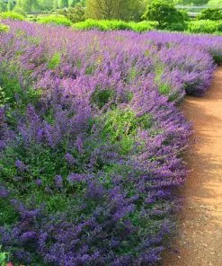 Brighter Blooms Perennials Walker's Low Nepeta (Catmint) Shrub 7 Brighter Blooms Perennials Walker's Low Nepeta (Catmint) Shrub