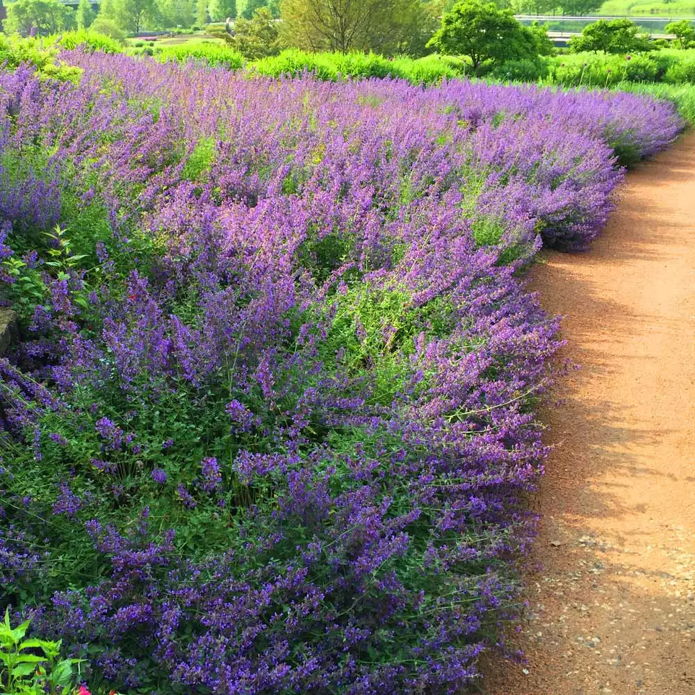 Brighter Blooms Perennials Walker's Low Nepeta (Catmint) Shrub 4 Brighter Blooms Perennials Walker's Low Nepeta (Catmint) Shrub