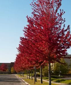 Brighter Blooms Celebration Maple Tree 7 Brighter Blooms Celebration Maple Tree