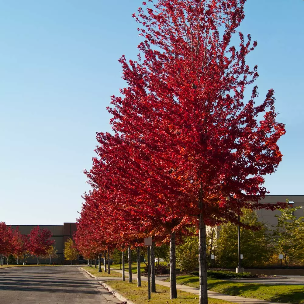 Brighter Blooms Celebration Maple Tree 3 Brighter Blooms Celebration Maple Tree