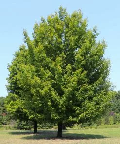 Brighter Blooms Celebration Maple Tree 9 Brighter Blooms Celebration Maple Tree