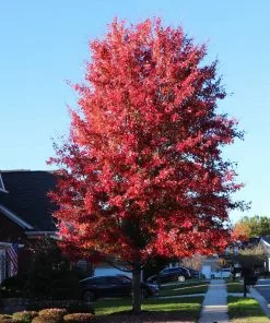 Brighter Blooms Celebration Maple Tree