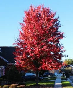 Brighter Blooms Celebration Maple Tree