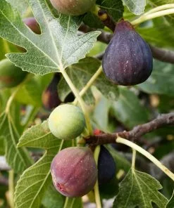 Brighter Blooms Fruit Trees Celeste Fig Tree 5 Brighter Blooms Fruit Trees Celeste Fig Tree