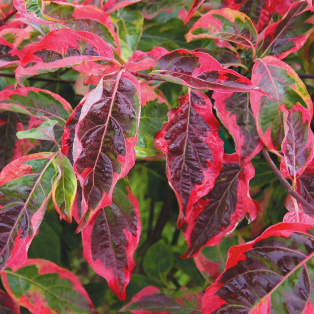 Brighter Blooms Celestial Shadow Dogwood Tree Flowering Trees 5 Brighter Blooms Celestial Shadow Dogwood Tree Flowering Trees