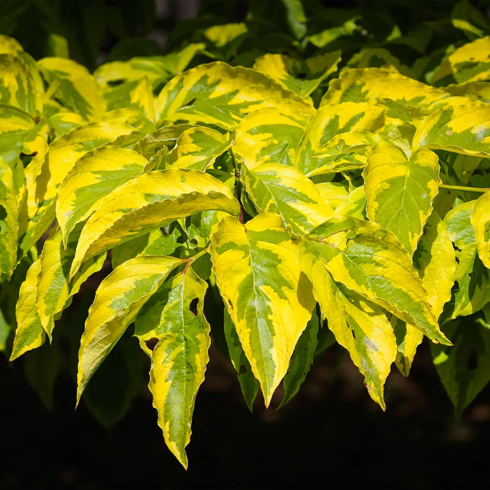 Brighter Blooms Celestial Shadow Dogwood Tree Flowering Trees 3 Brighter Blooms Celestial Shadow Dogwood Tree Flowering Trees
