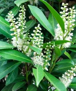 Brighter Blooms Centre Court™ Cherry Laurel Evergreen & Privacy