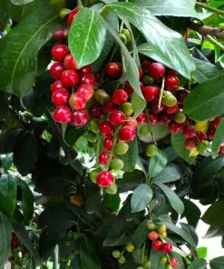 Brighter Blooms Centre Court™ Cherry Laurel Evergreen & Privacy