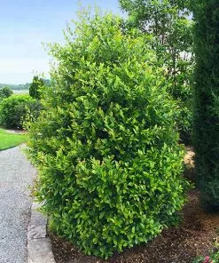 Brighter Blooms Centre Court™ Cherry Laurel Evergreen & Privacy