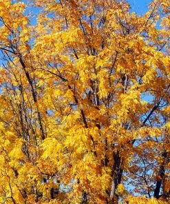 Brighter Blooms Chandler Walnut Tree Fruit Trees 8 Brighter Blooms Chandler Walnut Tree Fruit Trees