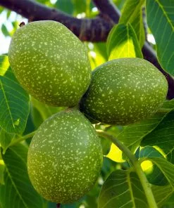 Brighter Blooms Chandler Walnut Tree Fruit Trees 10 Brighter Blooms Chandler Walnut Tree Fruit Trees