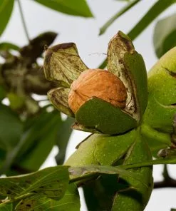 Brighter Blooms Chandler Walnut Tree Fruit Trees