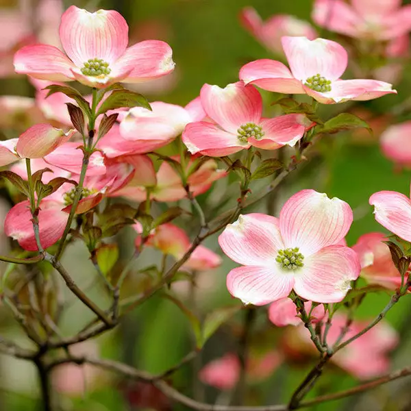 Brighter Blooms Flowering Trees Cherokee Brave Dogwood Tree 1 Brighter Blooms Flowering Trees Cherokee Brave Dogwood Tree