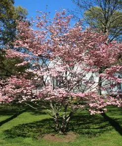 Brighter Blooms Flowering Trees Cherokee Brave Dogwood Tree 6 Brighter Blooms Flowering Trees Cherokee Brave Dogwood Tree