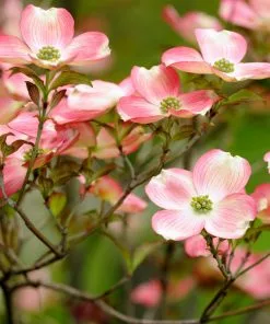 Brighter Blooms Flowering Trees Cherokee Brave Dogwood Tree