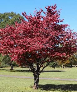Brighter Blooms Flowering Trees Cherokee Brave Dogwood Tree 7 Brighter Blooms Flowering Trees Cherokee Brave Dogwood Tree