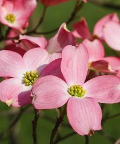 Brighter Blooms Cherokee Chief Dogwood Tree Dogwood Trees 6 Brighter Blooms Cherokee Chief Dogwood Tree Dogwood Trees