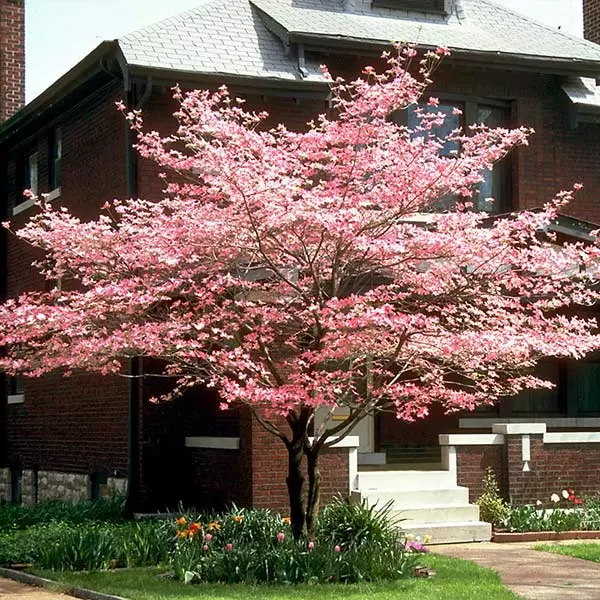 Brighter Blooms Cherokee Chief Dogwood Tree Dogwood Trees 1 Brighter Blooms Cherokee Chief Dogwood Tree Dogwood Trees