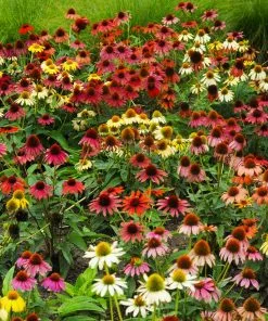 Brighter Blooms Cheyenne Spirit Echinacea (Coneflower) Perennials