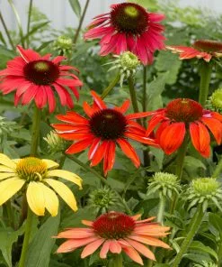 Brighter Blooms Cheyenne Spirit Echinacea (Coneflower) Perennials 7 Brighter Blooms Cheyenne Spirit Echinacea (Coneflower) Perennials