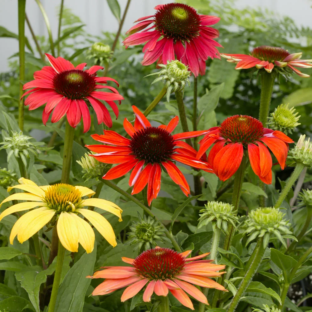 Brighter Blooms Cheyenne Spirit Echinacea (Coneflower) Perennials 4 Brighter Blooms Cheyenne Spirit Echinacea (Coneflower) Perennials