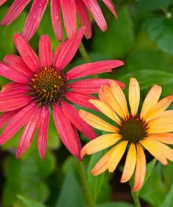 Brighter Blooms Cheyenne Spirit Echinacea (Coneflower) Perennials 6 Brighter Blooms Cheyenne Spirit Echinacea (Coneflower) Perennials