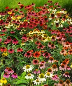 Brighter Blooms Cheyenne Spirit Echinacea (Coneflower) Perennials