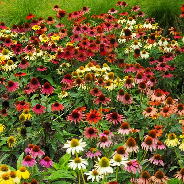 Brighter Blooms Cheyenne Spirit Echinacea (Coneflower) Perennials 1 Brighter Blooms Cheyenne Spirit Echinacea (Coneflower) Perennials