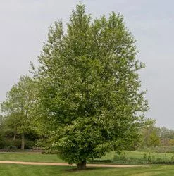 Brighter Blooms Chinese Hackberry Tree