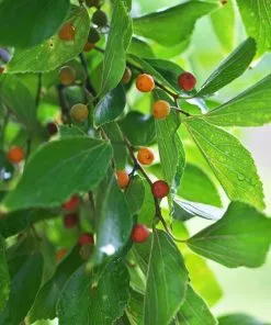 Brighter Blooms Chinese Hackberry Tree 5 Brighter Blooms Chinese Hackberry Tree