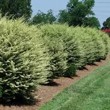 Brighter Blooms Chinese Variegated Privet Shrub