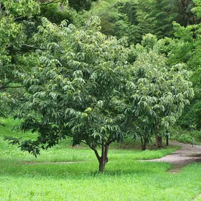 Brighter Blooms Chinese Chestnut Tree 2 Brighter Blooms Chinese Chestnut Tree