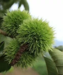 Brighter Blooms Chinese Chestnut Tree 6 Brighter Blooms Chinese Chestnut Tree
