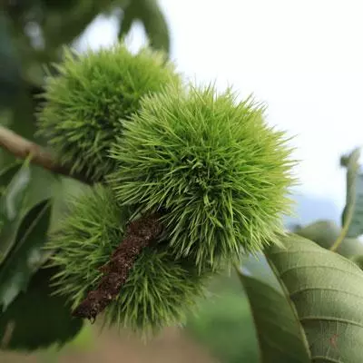 Brighter Blooms Chinese Chestnut Tree 3 Brighter Blooms Chinese Chestnut Tree