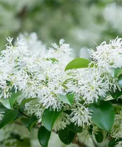 Brighter Blooms Chinese Fringe Tree