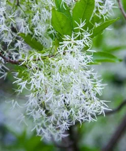 Brighter Blooms Chinese Fringe Tree