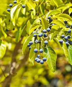 Brighter Blooms Chinese Fringe Tree