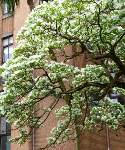 Brighter Blooms Chinese Fringe Tree