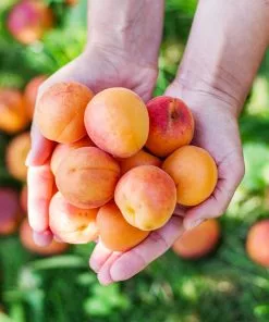 Brighter Blooms Chinese Mormon Apricot Tree SHOP ALL 7 Brighter Blooms Chinese Mormon Apricot Tree SHOP ALL