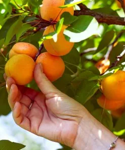 Brighter Blooms Chinese Mormon Apricot Tree SHOP ALL