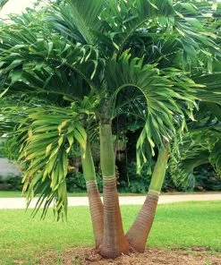 Brighter Blooms Palm Trees Christmas Palm Tree