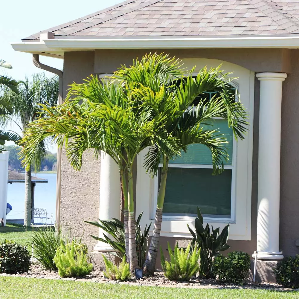 Brighter Blooms Palm Trees Christmas Palm Tree 3 Brighter Blooms Palm Trees Christmas Palm Tree