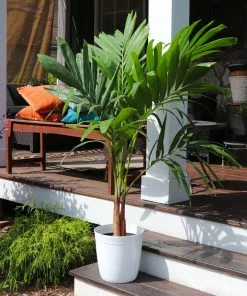 Brighter Blooms Palm Trees Christmas Palm Tree 14 Brighter Blooms Palm Trees Christmas Palm Tree