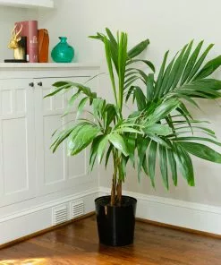 Brighter Blooms Palm Trees Christmas Palm Tree 15 Brighter Blooms Palm Trees Christmas Palm Tree