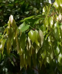 Brighter Blooms Fruit Trees Cinnamon Tree 8 Brighter Blooms Fruit Trees Cinnamon Tree