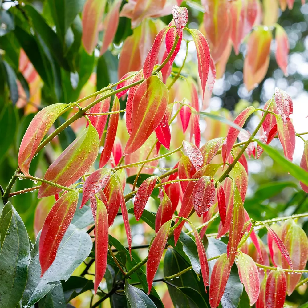 Brighter Blooms Fruit Trees Cinnamon Tree 4 Brighter Blooms Fruit Trees Cinnamon Tree