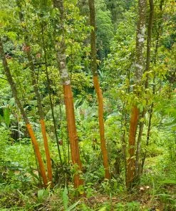 Brighter Blooms Fruit Trees Cinnamon Tree